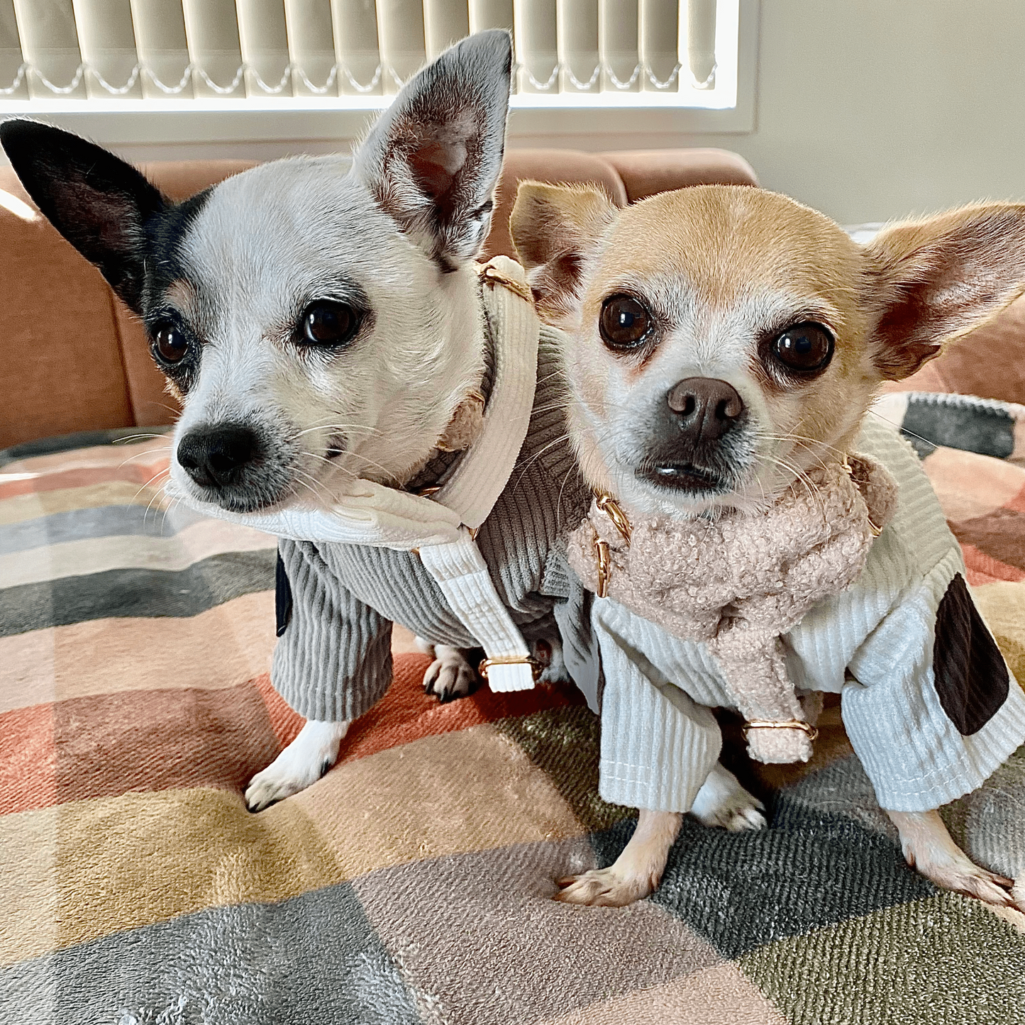 "The Aristopup" Bouclé  Harness Set