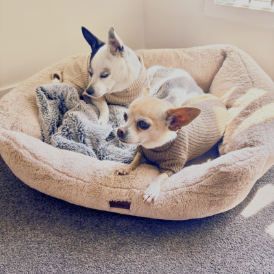"The Luxe Lounger" Dog Knit Sweater