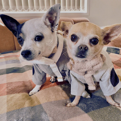 "The Aristopup" Bouclé  Harness Set